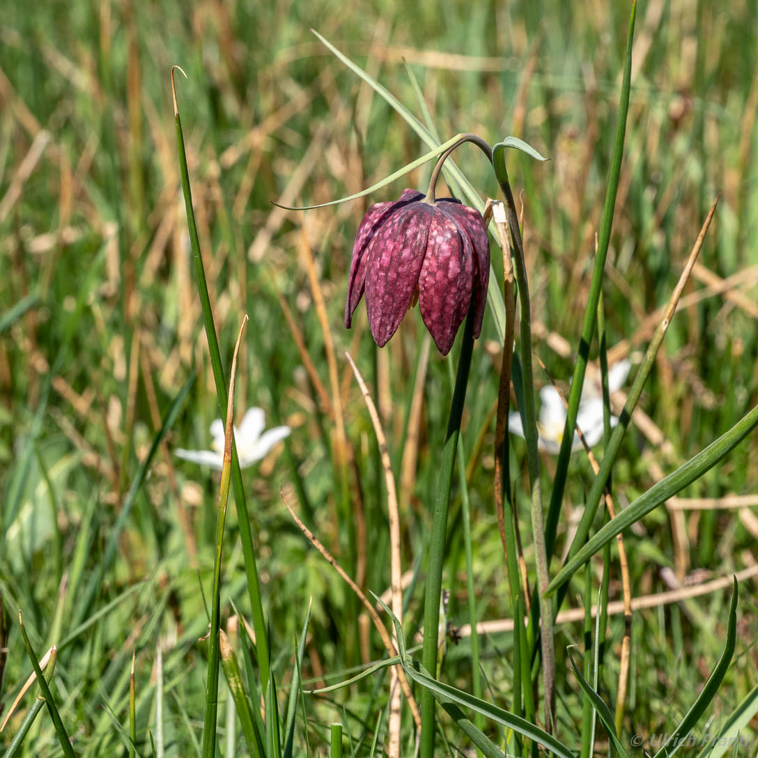 Schachbrettblumen Obersinn