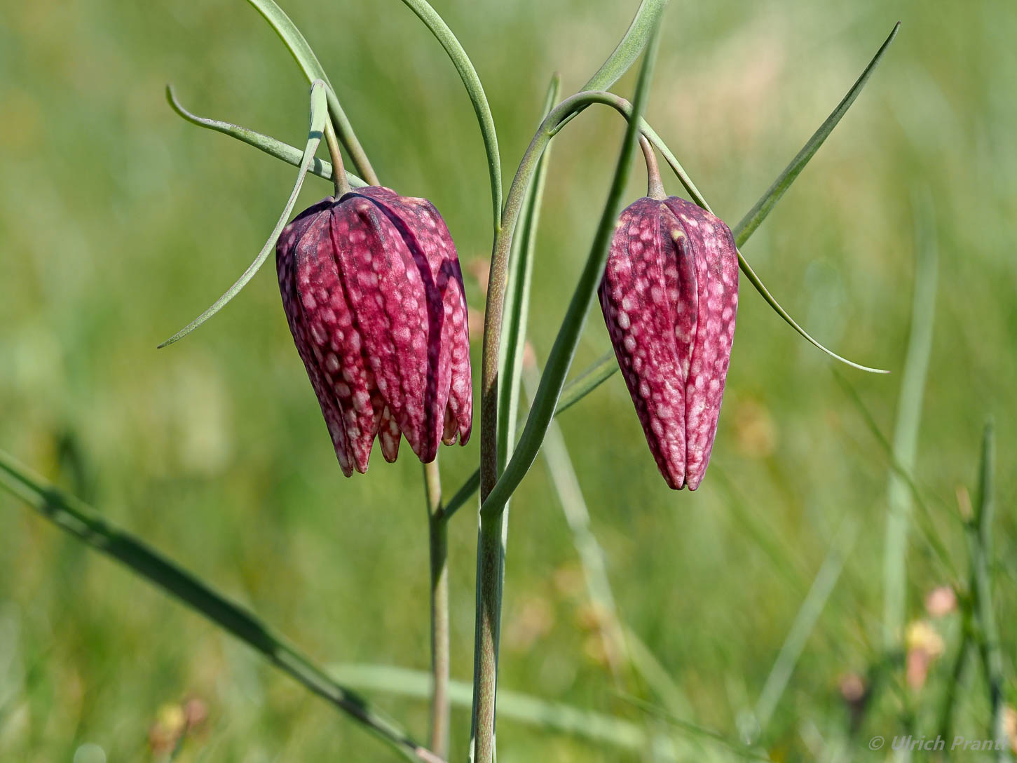 Altengronau Schachbrettblumen