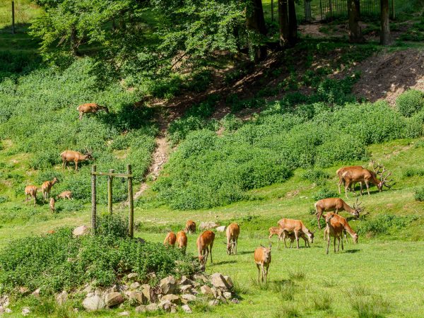 Tierpark Heigenbrücken